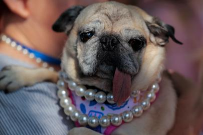 2026'nın en çirkin köpeği seçildi. Kurtarılma hikayesi herkesi duygulandırıyor