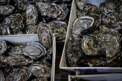 Avustralya'da 250 bin dolar değerindeki istiridyeler çalındı