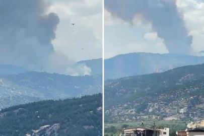 Aydın Kuyucak'ta orman yangını