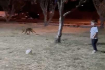 Parkta oynayan çocuğun topunu tilki çaldı