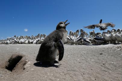 Penguenleri kuş gribine karşı korumak için seferber oldular